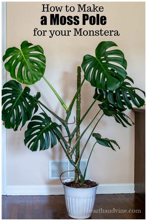 This easy DIY shows you how to make a moss pole to support and help your Monstera aka Swiss Cheese plant grow. Monstera Moss Pole Diy, How To Stake Monstera Plant, Diy Moss Pole Monstera, Plant Supports Diy Indoor, How To Make A Moss Pole, Monstera Plant Indoor, Monstera Interior, Growing Monstera, Plante Monstera