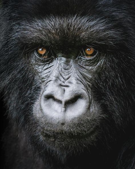 Ever dreamed of meeting gentle giants? Gorilla trekking in Rwanda's Volcanoes National Park is a life-changing adventure! Get up close with these amazing creatures in their natural habitat. Visit https://www.volcanoesnationalpark.net/activities/mountain-gorilla-trekking-in-rwanda/ for an unforgettable safari experience!   #mountaingorillatrekkinginvolcanoesnationalpark #gorillatrekkinginvolcanoesnationalpark #volcanoesnationalparkgorillatrekking #wildlifeadventure #bucketlist Volcanoes National Park Rwanda, Silverback Gorilla, Gorilla Trekking, Mountain Gorilla, Volcano National Park, Gentle Giant, Life Changing, Volcano, Get Up