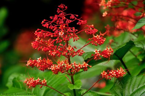 Pagoda Flower / Hanuman Kireedam / Krishna Kireedam / Clerodendrum paniculatum Pagoda Flower, Bell Shaped Flowers, The Terminal, Row By Row, Wedding Invite, Lord Krishna, In The Wild, The Plant, The Crown