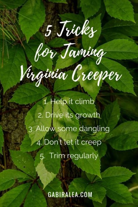 5 Easy Tricks to Tame Your Virginia Creeper | Gabi Ralea DIY & Decor Virginia Creeper Trellis, Zone 10 Plants, Virginia Creeper Vine, Creepers Plants, Virginia Creeper, Easy Tricks, Creek Bed, Dry Creek, Garden Oasis