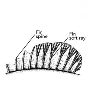 (B) A dorsal fin drawing of a soldierfish’s second dorsal fin, showing fin spines (unbranched) and rays (branched and softer than spines). Fin Drawing, Fish Fins, Tapetum Lucidum, University Of Hawaii At Manoa, Fish Fin, Dragon Wing, Integumentary System, Aquatic Creatures, University Of Hawaii