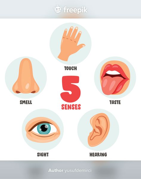 Sense Organs Chart, Five Senses Preschool, Sense Organs, Body Parts For Kids, Senses Preschool, My Five Senses, Human Organs, Senses Activities, English Activities For Kids