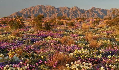 Mojave Desert in California | ... >> Favorite Images > CA - Mojave Desert - Flower Field Late Light 2 Desert Flowers, Mojave Desert, Amazing Travel Destinations, In The Desert, Travel Planner, Flower Field, Natural Environment, Flower Pictures, Nature Travel