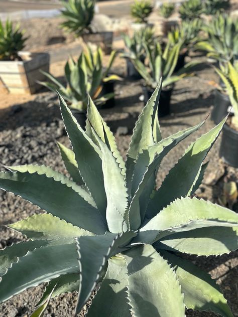 Agave americana 'Scabra' Agave Americana, Tall Flowers, Nursery, Pure Products, Flowers