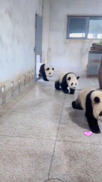 Panda Videos, Panda Gif, Best Pov, Giant Panda, Baby Panda, Fluffy Animals, Cute Panda, Funny Anime Pics, Cute Gif