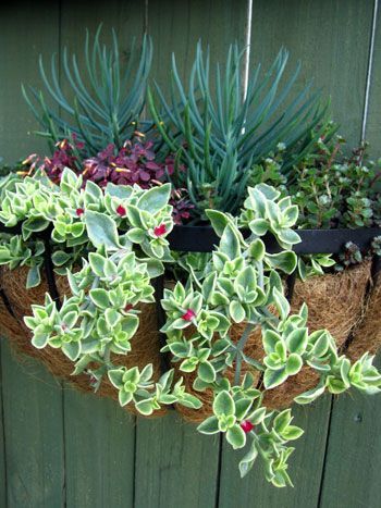 Succulent Hanging Basket | ... hanging basket that will thrive in the sun and needs very little water Succulent Wall Hanging, Succulent Landscape Design, Succulent Garden Design, نباتات منزلية, Succulent Landscaping, Hanging Succulents, Succulent Wall, Succulent Gardening, Succulents In Containers