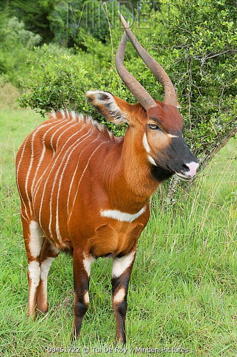 Bongo Antelope, Dinosaur Horror, Kenya Wildlife, Different Types Of Animals, Mount Kenya, Horn Of Africa, Animal Reference, Animal References, Types Of Animals