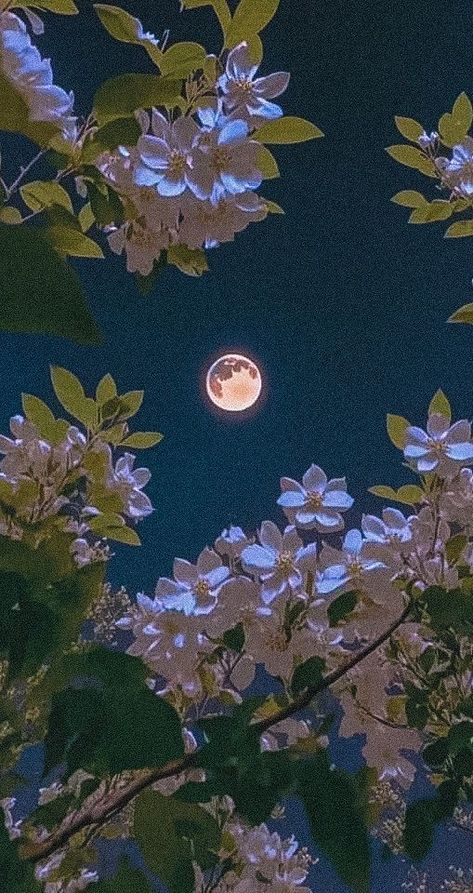 Night Sky, The Moon, Trees, Moon, Wallpapers, Flowers, White