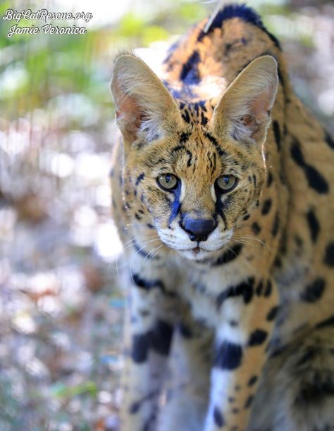 Good night Big Cat Rescue Friends! 🌙 Des serval is ready to call it a night! Have a great evening everyone! #GoodNight #BigCats #BigCatRescue #Rescue #Serval #ThursdayNight #Tiger #CaroleBaskin Have A Great Evening, Big Cat Rescue, Big Cat, Cat Rescue, Big Cats, Panther, Good Night, Animals