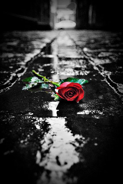 Alley Rose Foto Disney, Red Roses Wallpaper, Color Splash Photography, Splash Photography, Black And White Background, Rose Photos, Rose Photography, Romantic Roses, Rose Wallpaper