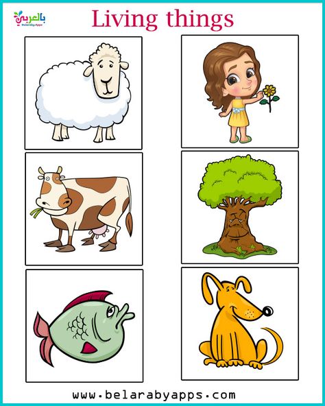 Living vs Nonliving Activities for Kindergarten ⋆ BelarabyApps Living And Nonliving Things Kindergarten, Living And Non Living Things Worksheets For Kindergarten, Living And Nonliving Activities, Living Non Living Worksheet, Superhero Preschool, Non Living Things, Kindergarten Addition, Living And Nonliving, Baby Messages