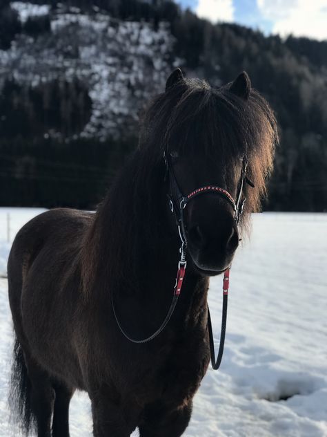 Island Horse, Miniature Ponies, Horse Photography Poses, Horse Riding Aesthetic, Icelandic Horses, Cai Sălbatici, Beautiful Horse Pictures, Shetland Pony, Icelandic Horse