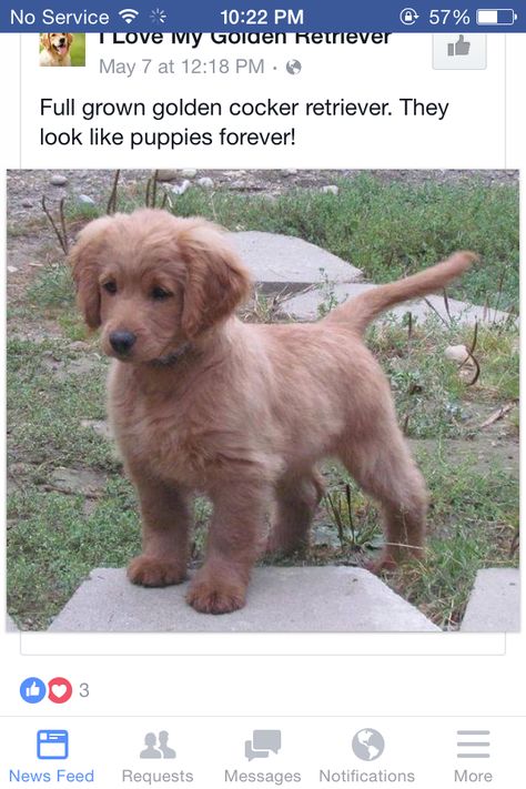 Future dog Cocker Retriever, Golden Cocker Retriever, Forever Puppy, Golden Cocker, A Puppy, 귀여운 동물, Friends Quotes, I Love Dogs, Cute Puppies