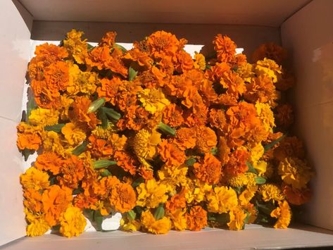 How to Dry Marigolds – City Homestead Project Marigold Medicinal Uses, Marigold Tincture Diy, Marigold Art Project, Marigold Oil Diy, Pressed Marigold Flower, Drying Marigold Flowers, How To Dry Marigold Flowers, Dried Marigold Uses, Dried Marigold Garland