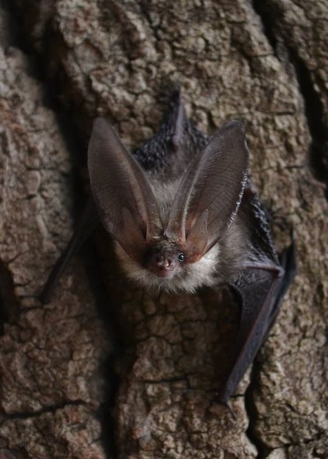 Long Eared Bat, Bat Reference, Night Creatures, Bat Species, Environmental Movement, Amazing Animal Pictures, Power Animal, Exotic Animals, Creatures Of The Night