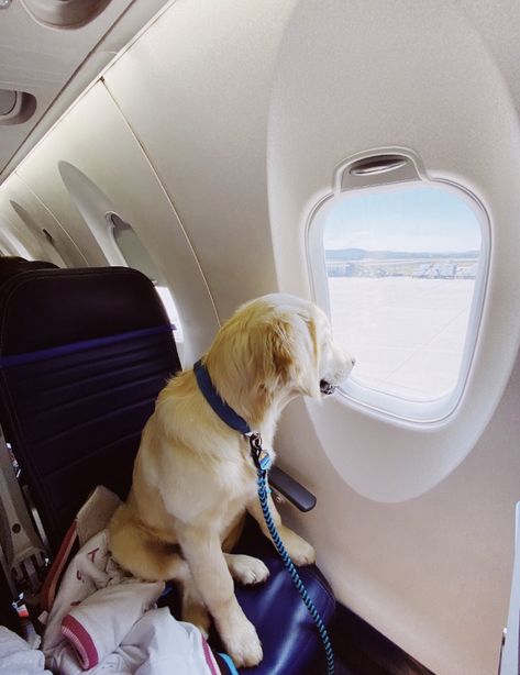 Dogs On Planes, Airplane Travel, Welcome To The Party, Dog Barking, Dog Travel, Pet Life, Cute Animal Pictures, Travel Aesthetic, Cute Funny Animals