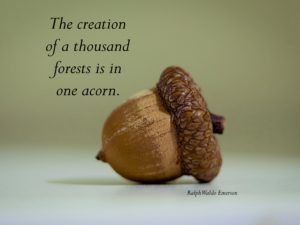 Acorn Quotes, Snoopy Clip Art, Nonprofit Startup, Awakening Soul, Journal Topics, Tree Quotes, Spiritual Transformation, The Awakening, Spring Plants