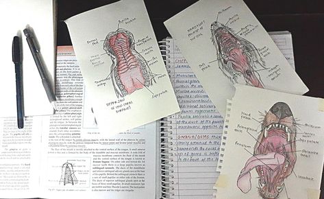 Sharing my journey through vet school. Notes-making. Veterinarian Study Aesthetic, Veterinary Study Aesthetic, Vet Job Aesthetic, Veterinarian Aesthetic Pictures, Vet College Aesthetic, Veterinary Vision Board, Veterinary Student Aesthetic, Veterinary School Aesthetic, Veterinarian Student Aesthetic