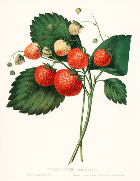 The Boston Pine Strawberry (1852) by Charles Hovey, a vintage illustration of fresh strawberries. Digitally enhanced from our own original plate. | free image by rawpixel.com Strawberry Illustration, Sea Glass Mosaic, Classic Art Prints, Vintage Strawberry, Fresh Strawberries, Vintage Botanical, Nature Paintings, Free Illustrations, Botanical Illustration