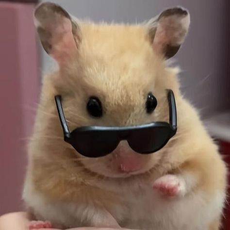 #Funny_Animals #Cool_Funnyanimals Hamster Pics, Funny Hamster, Random Pfp, Baby Hamster, Hamster Toys, Funny Hamsters, Cute Small Animals, Image Chat, Cute Rats