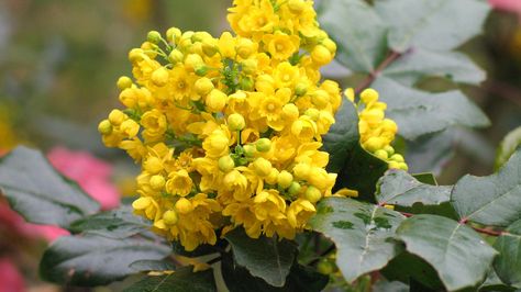 What Is Oregon Grape? Uses and Side Effects Creeping Mahonia, Landscaping Colorado, Mahonia Aquifolium, Holly Holly, Cats Plants, Toxic Plants For Cats, Toxic Plants, Grape Uses, Oregon Grape