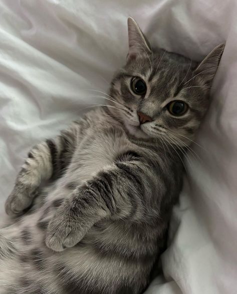 Grey Tabby, Cute Cats Photos, Cat Person, Cat Aesthetic, Funny Cute Cats, Cute Cats And Dogs, Silly Cats, Cute Creatures, Tabby Cat