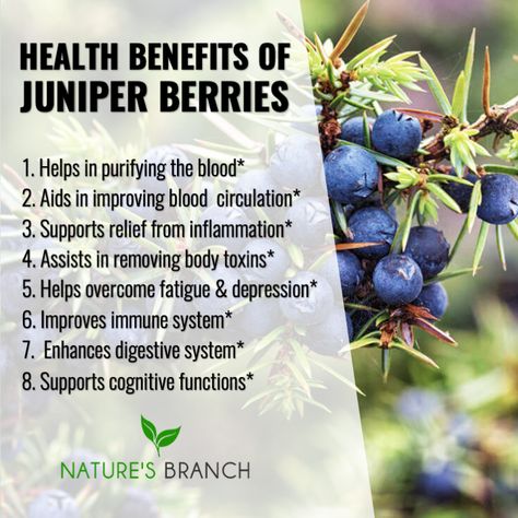 HEALTH BENEFITS OF JUNIPER BERRIES  This may be an unpopular berry for some but they offer great health benefits. Worth trying? - Oh yes!  #healthbenefits #healthtips #juniperberries #berries #health #healthyeating #fruits #healthylifestyle #naturesbranch Berries Benefits, Berry Benefits, Benefits Of Berries, Improve Immune System, Body Toxins, Great Health, Juniper Berries, Religious Pictures, Juniper Berry