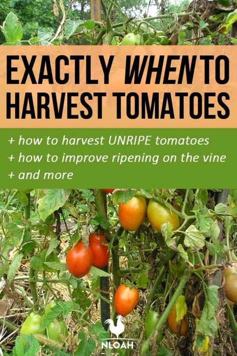 When To Harvest Tomatoes, Harvesting Tomatoes, Ranch Garden, Home Survival, Gardening Tomatoes, Tomato Harvest, Seed Vault, Survival Garden, Growing Greens