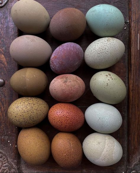 Collecting Eggs, Homestead Farm, Speckled Eggs, Future Farms, Farm Eggs, Making A Bouquet, Keeping Chickens, Hatching Eggs, Cowgirl Aesthetic