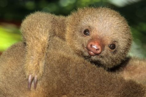 Mandatory Credit: Photo by Gilles Martin/Sunset/REX/Shutterstock (827482a) Two-toed sloth (Choloepus hoffmanni) Costa Rica VARIOUS Baby Sloth Pictures, Cute Sloths, Two Toed Sloth, Sloth Life, Sky Tv, Sloths Funny, Baby Sloth, The Underdogs, Cute Sloth