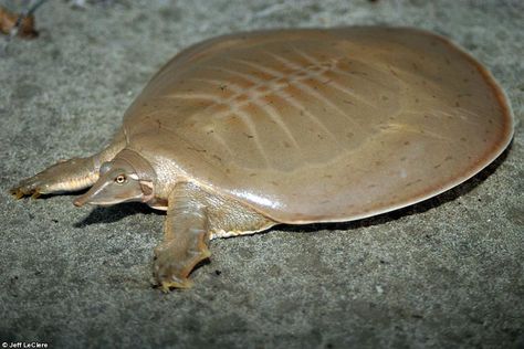 Smooth softshell turtle / Location: a few rivers in SW corner of Wisconsin Freshwater Turtles, Snake Turtle, Turtles Funny, Turtle Swimming, Aquatic Turtles, Tortoise Turtle, Rare Species, Turtle Love, Incredible Creatures