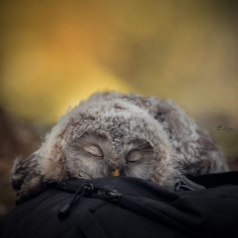 Owl Legs, Owl Sleeping, Baby Owl, Highland Cattle, Owl Pictures, Owl Lovers, Sleep Well, Baby Owls, Photography Awards