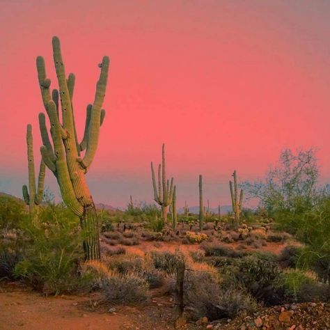 Arizona Desert Aesthetic, Las Vegas Desert, Arizona Aesthetic, Sonora Desert, Desert Aesthetic, Cave Creek Az, Plantas Bonsai, Cactus Painting, Desert Dream