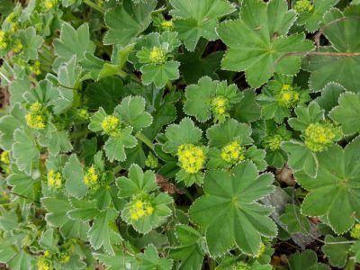 Growing Lady's Mantle In Pots: Learn About Caring For Potted Lady's Mantle Ladies Mantle, Lady's Mantle, Plant Growing, Zone 5, Cut Flower Garden, Ground Cover Plants, Hardy Perennials, Garden Yard Ideas, How To Grow Taller