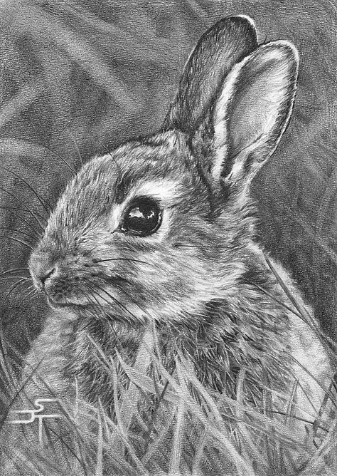 "Bright Eyes" - by Sami Thorpe  ~ Pencil Animal Pencil Drawings, Easy Pencil Drawings, Realistic Animal Drawings, Rabbit Drawing, Pencil Drawings Of Animals, White Drawing, Pencil Drawings Easy, Rabbit Art, Bunny Art