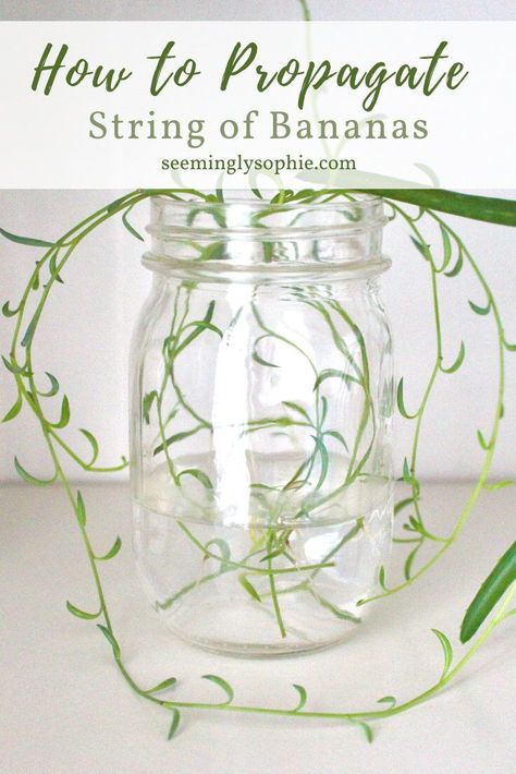 Propagating String of Bananas is so easy! Find out how to grow these plants from cuttings in just three easy steps. All you need is a container and water. String of Bananas is my favorite plant to propagate, it's so simple! #propagation #cuttings #succulents #hangingplants #stringofbananas #rooting #senecioradicans #gardening #plants #howto #instructions #DIY #fishhooks String Of Bananas Plant, Banana Plant Care, Plants From Cuttings, Plants Grown In Water, How To Grow Bananas, Hanging Jars, Magic Herbs, Propagating Succulents, Banana Plants