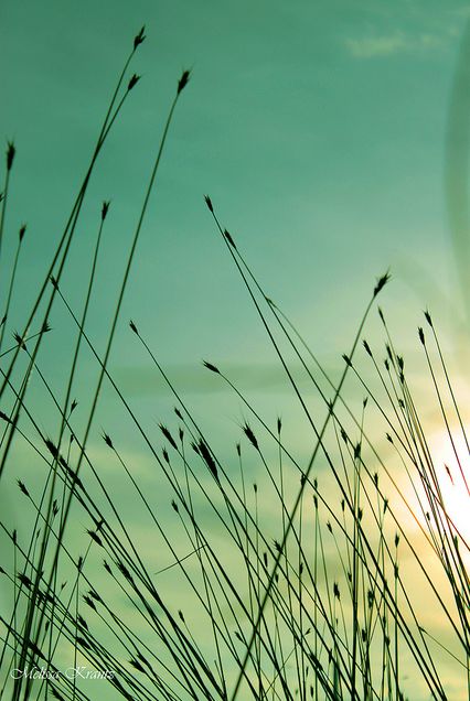 grass Wild Grass Photography, Wild Grass, Amazing Photos, Grasses, Flowers And Leaves, Picture Ideas, Wild Flowers, Cool Photos, Close Up