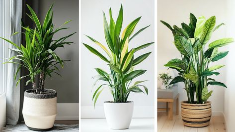 19 Tall Low-Light Indoor Plants Perfect for Your Home or Office - A House in the Hills Tall Low Light Indoor Plants, Tall Indoor Plants Low Lights, House In The Hills, Tall Indoor Plants, Indoor Plants Low Light, Low Light Indoor Plants, Green Oasis, The Hills, Low Light