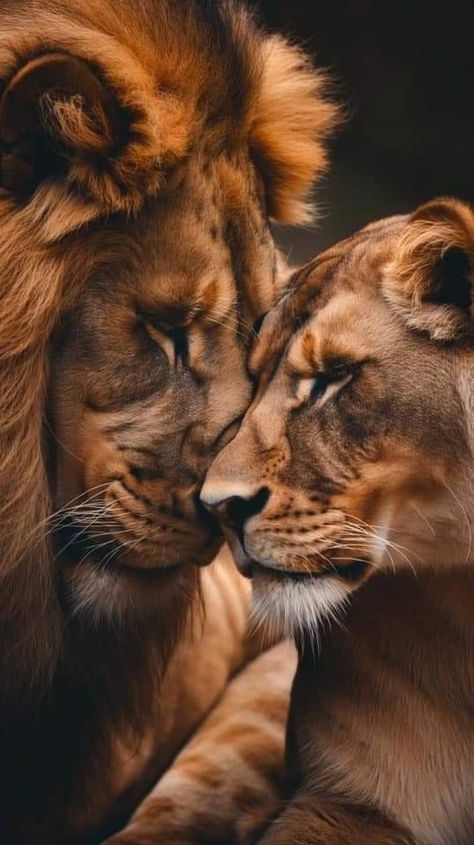 Lion And Lioness Love, Lioness Images, Lion Couple, Lion Portrait, Wild Animal Wallpaper, Female Lion, Closeup Portrait, Lion Artwork, Lion Photography