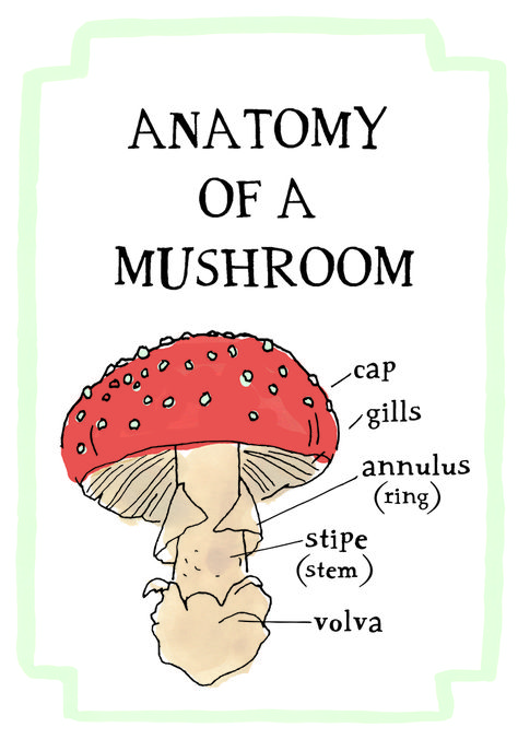 Julia Rothman. Her new book Nature Anatomy: The Curious Parts and Pieces of ... Parts Of Mushroom, Mycology Study, Mushroom Anatomy, Parts Of A Mushroom, Nature Anatomy, Giveaway Design, Julia Rothman, Book Nature, Homeschool Nature Study