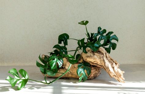 Driftwood With Plants, Garden Tools Organization, Painting Driftwood, Succulent Driftwood, Planter Inspiration, Log Planters, Mother Of Thousands Plant, Driftwood Garden, Pottery Plant Pots