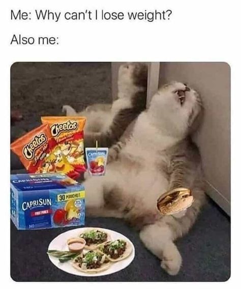 Sometimes we just need a day, or two, or 5 months because we are a hott mess and just need "me time" #lol #funnymemes #relatable #relatablememes Cat Care Tips, Funny Tattoos, Morning Humor, Cat Care, Funny Tweets, Me Time, Cat Memes, Funny Cute, Really Funny