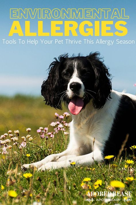 😳Do Environmental Allergies "Spring" Up In Your Adored Beast As The Weather Gets Warmer? ❌Ear infections, itching, scratching, biting, weepy eyes... 🚨These telltale signs of discomfort as the weather warms up keep pet parents with allergy sufferers on high alert.  🙏You're not alone. ✅We're big believers in not only finding natural solutions to help curb allergy symptoms, but also preparing the body beforehand to help it better deal with them.🐶🐱 Environmental Allergies, Allergies In Dogs, Fall Allergies, Natural Pet Care, Ear Infections, Watery Eyes, Dog Allergies, Allergy Symptoms, Seasons Change