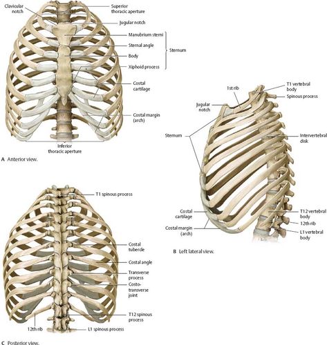 Bone Anatomy Study, Bone Study, Rib Cage Drawing, Rib Cage Anatomy, Portfolio Magazine, Material Studies, Human Skeleton Anatomy, Anatomy Bones, Gross Anatomy