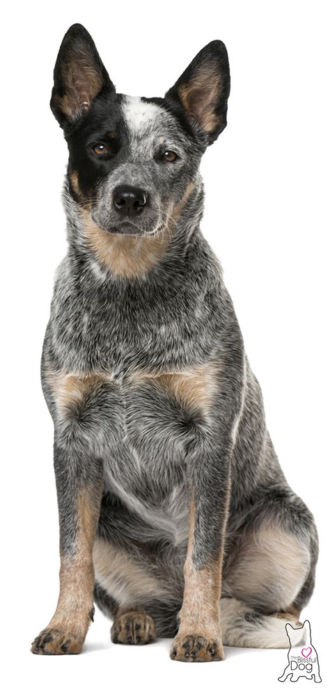 Aussie Cattle Dog, Austrailian Cattle Dog, Blue Heeler Puppies, Cattle Dogs Rule, Heeler Puppies, Blue Heeler Dogs, Red Heeler, Australian Cattle Dogs, Australian Cattle Dog Blue Heeler