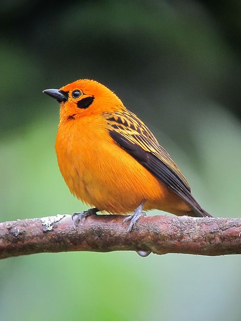 GOLDEN TANAGER - Tangara arthus . . .  Highland forests of Andes (Bolivia northwards), Venezuelan Coastal Range Most Beautiful Birds, Bird Hunting, Nature Birds, Backyard Birds, Bird Pictures, Exotic Birds, Pretty Birds, Wildlife Animals, Bird Photo