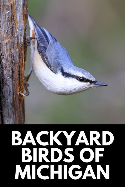 In this wildlife guide, we take a look at 18 of the most common backyard birds of Michigan, share how you can identify them, and ways to attract these natural sights to your yard! Read more at OwnTheYard.com! Michigan Birds, Kinds Of Birds, Backyard Birds, Northern Michigan, Birdwatching, Small Birds, Wild Birds, Squirrels, Birdhouse