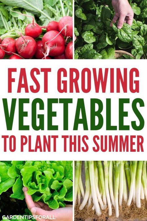 Easy Garden Vegetables To Grow, Easiest Food To Grow, Easy Things To Grow In Garden, Fast Growing Vegetables, Vegetables To Plant, Plants For Beginners, Vegetable Plants, Food Gardening, Easy Vegetables To Grow