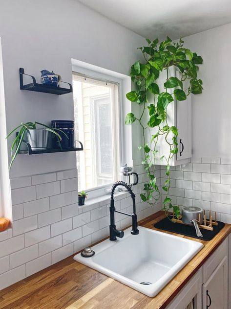 More than happy to sacrifice a cabinet to make this cute little corner in my kitchen! - IndoorGarden Plants Above Cabinets, Plants Above Kitchen Cabinets, Plant Cabinet, Red Aglaonema, Kitchen Cupboard Organization, Nautical Kitchen, Above Cabinets, Above Kitchen Cabinets, Kitchen Plants