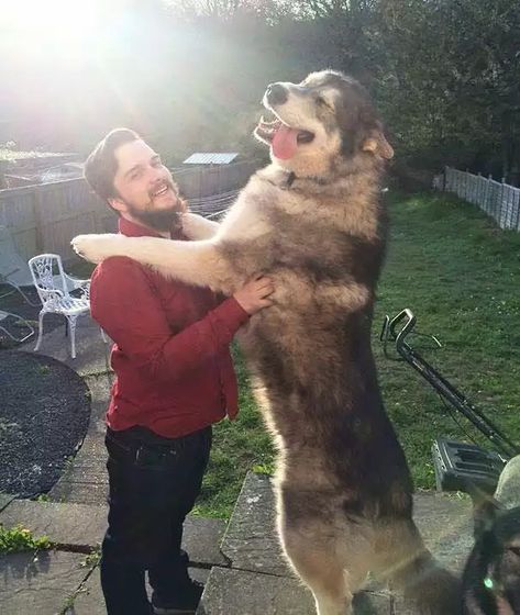 These are the biggest dogs in the world - Imgur Dog Hugging Human, Tallest Dog, Giant Animals, Big Dog Breeds, Huge Dogs, Giant Dogs, Big Dogs, Pitbull, Large Dogs